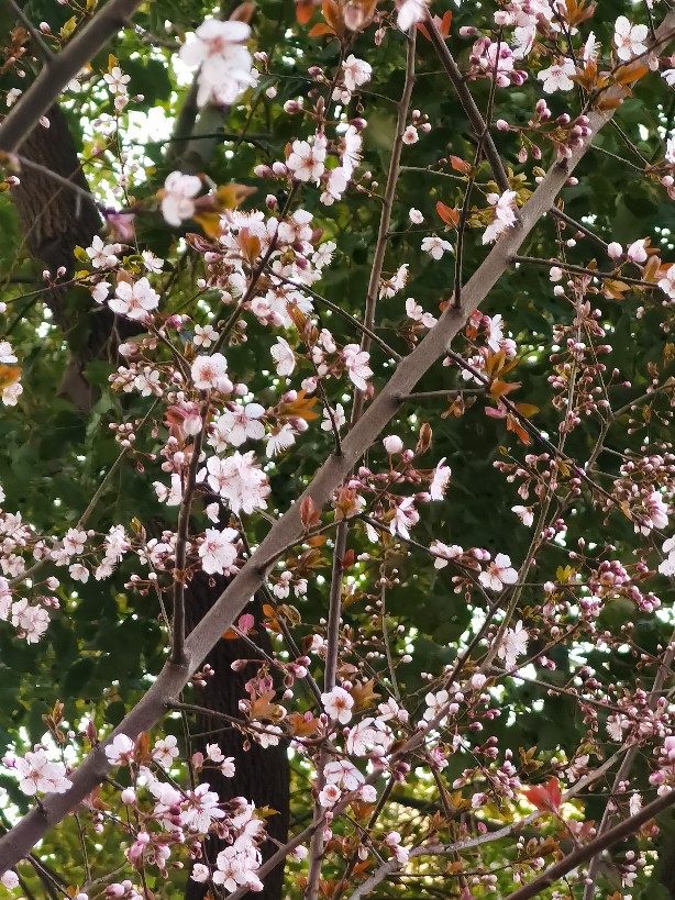 紅葉李開花啦！原