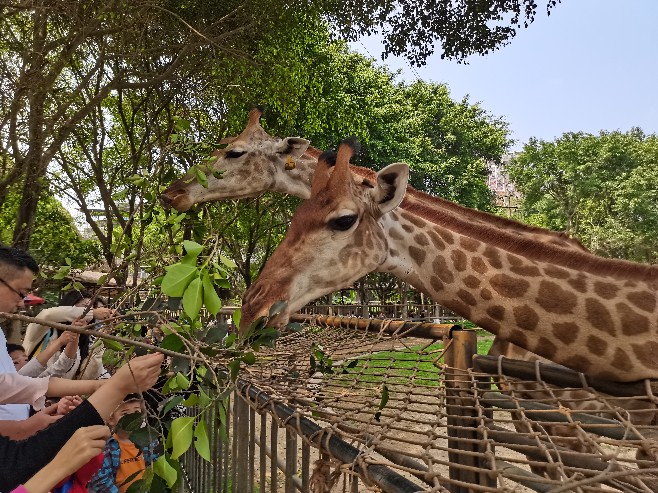 帶上繪本去動(dòng)物園