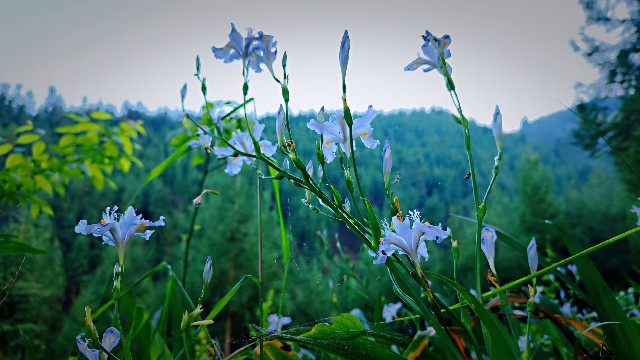 五一山里蹲，<fon