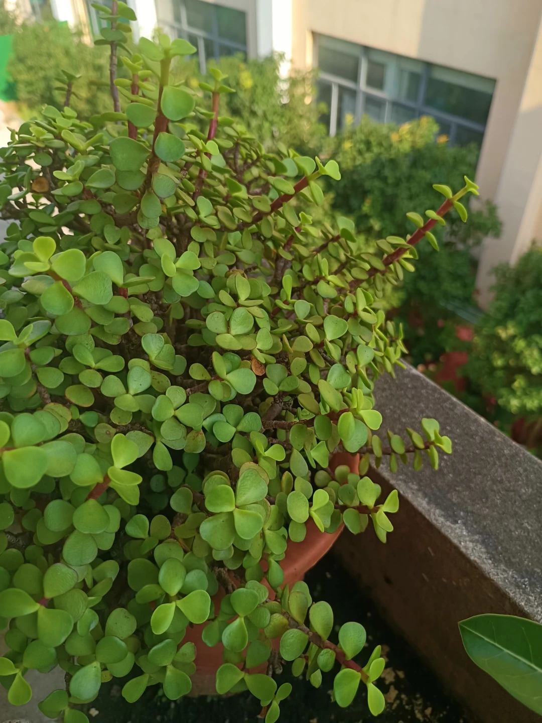 宿舍窗台上的绿植