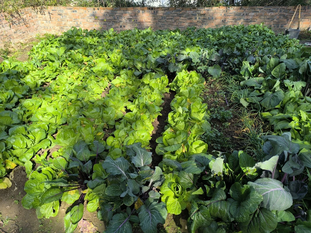1.27 奶奶家的菜