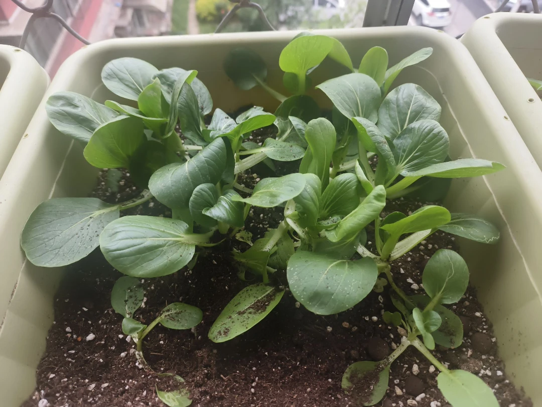 種菜 6上week2 09