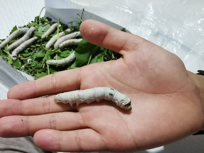 晚上八点,腹部有明显的蚕丝.5.20早上7点,已经开始作茧自缚等待ing