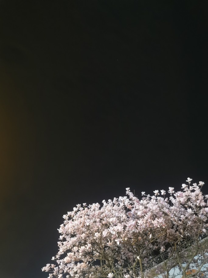 玉蘭