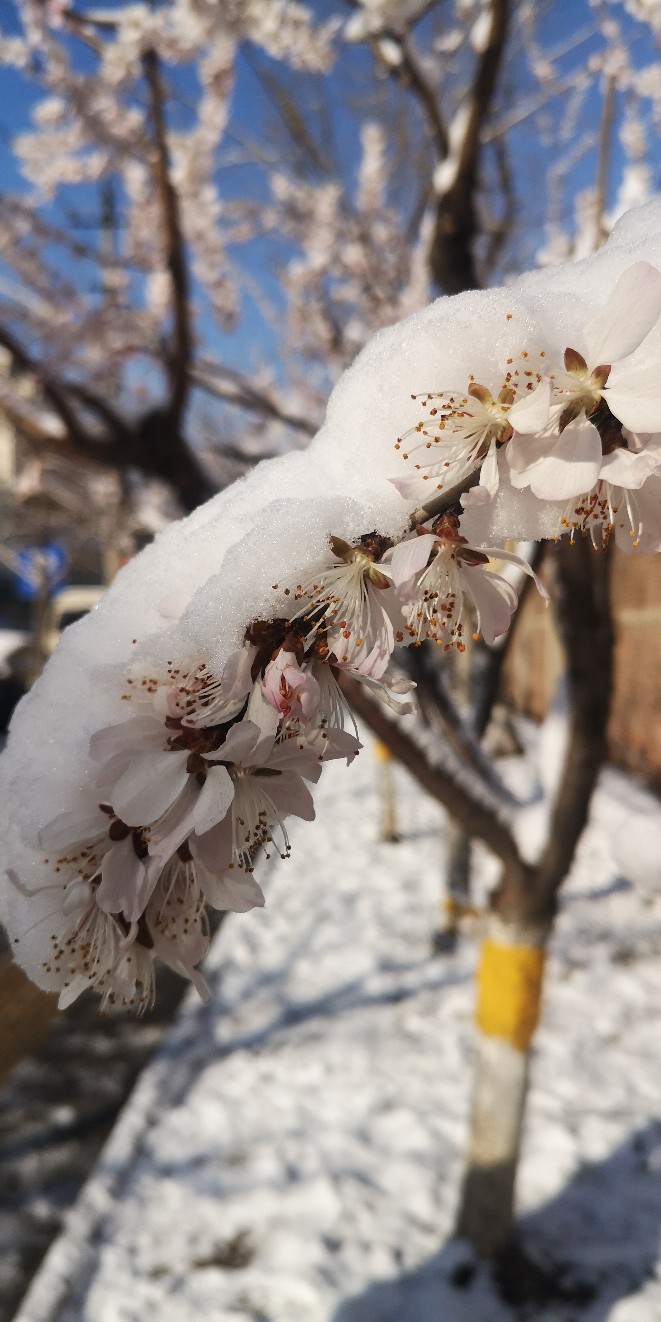 三月春雪里的桃花