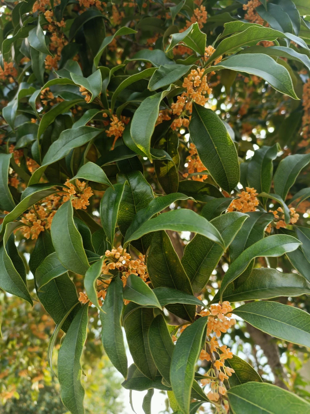 紅塵修心，植物為