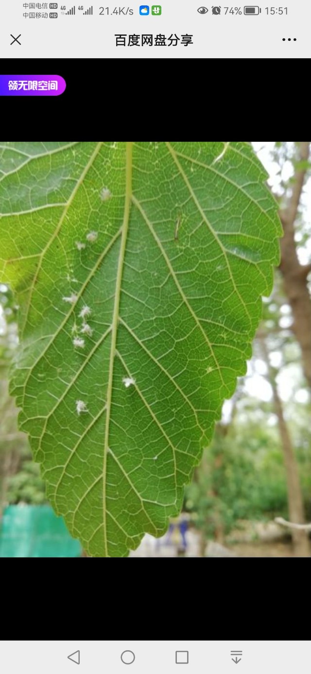 悬铃木方翅网蝽,金绿盾蝽,木虱,洋辣子 - 小花生