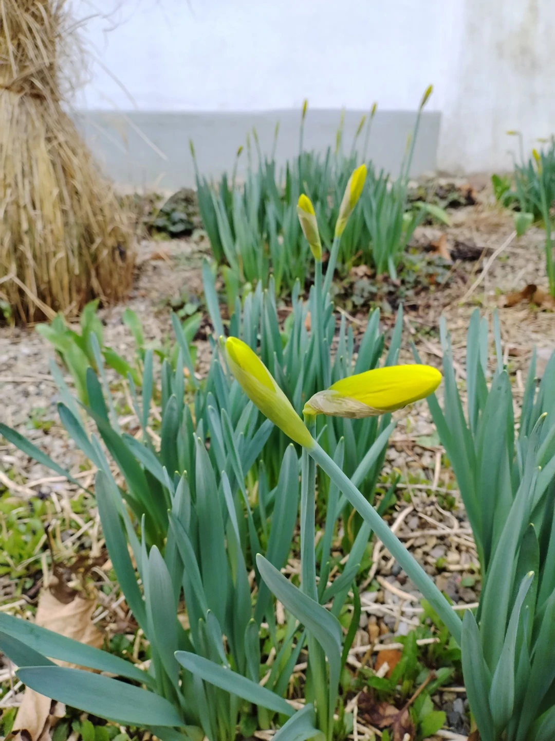 瑞士的報(bào)春花