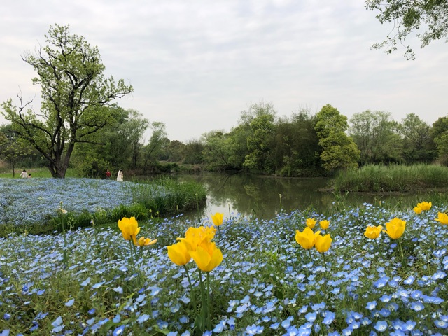 西溪花朝節(jié)、蓮花