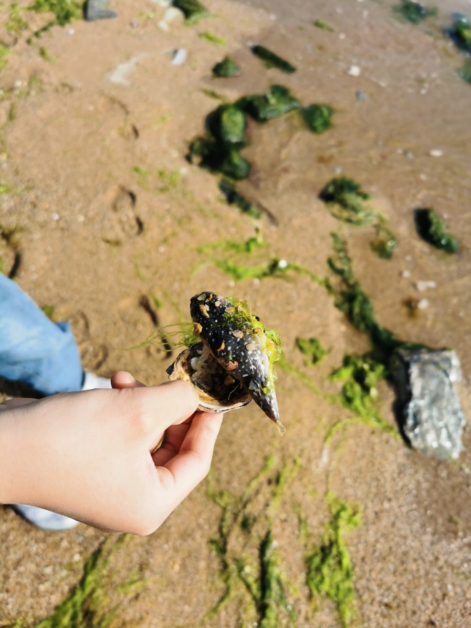 退潮的海灘