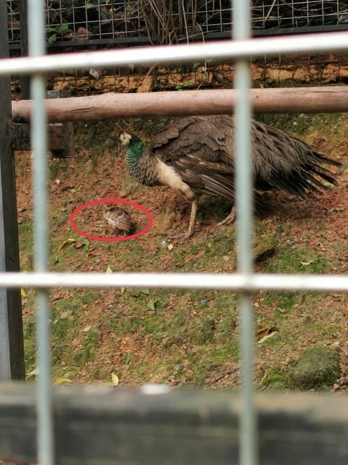 生在紅酒莊，死在