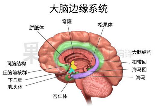 從海馬體說開來，