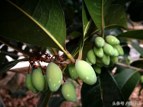 植物園賞花筆記