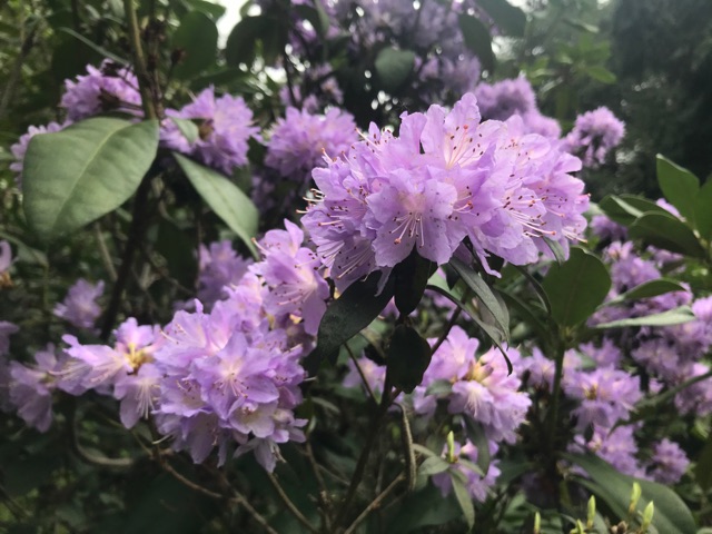 杜鵑花+油菜花