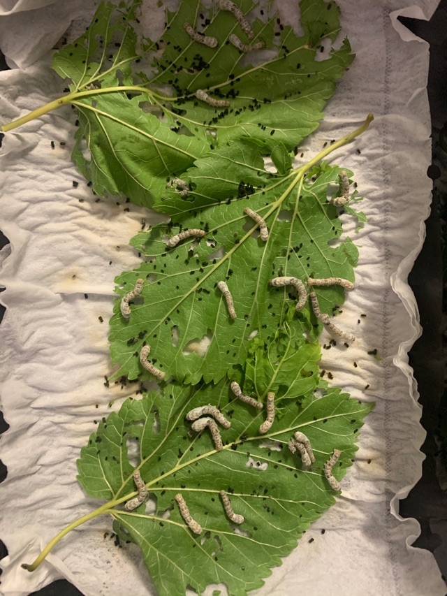 day12晚上,儿子说现在这是三龄蚕了,头是白的,身体变成了浅灰色蚕宝宝