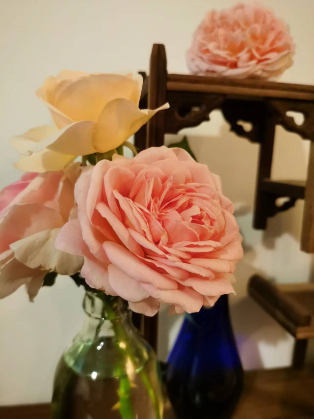 記錄一下我小花園